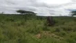 50 Acres for Sale in Bissil, Kajiado | 3.5km from Namanga Highway - 2