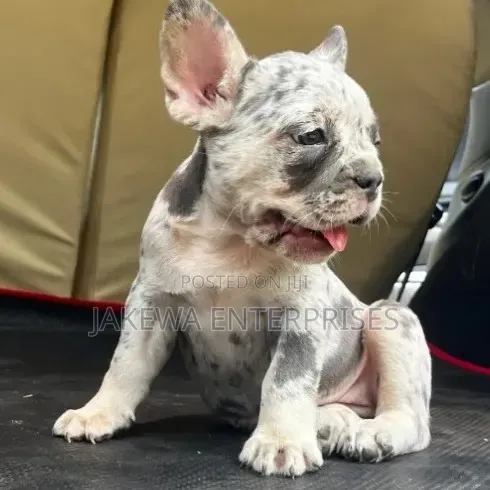 Purebred Male French Bulldog Puppy - 1