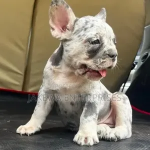 Mbwa Mzuri wa Kiume wa Kifaransa (French Bulldog)