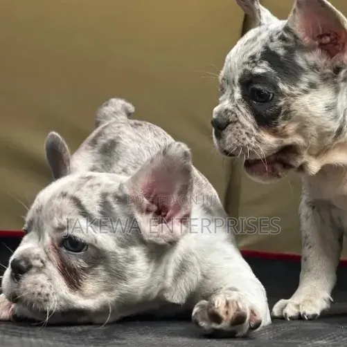 Purebred Female French Bulldog Puppy (1-3 Months) - 1