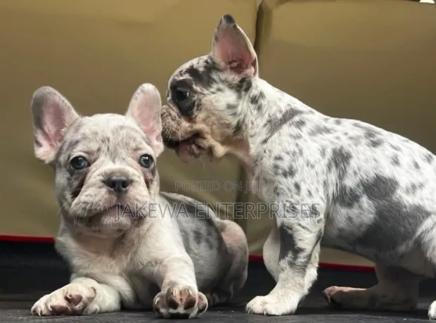Purebred French Bulldog Puppy - 1-3 Months - 1