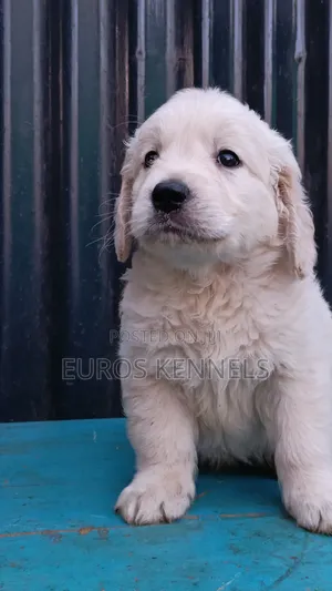 Mbwa Mwanama wa Golden Retriever Safi (Miezi 1-3)