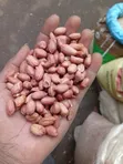 Alpha Foods Cereals - Beans, Maize, Peas & More - 1