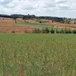 2 Acres Prime Agricultural Land for Sale - Rwathia, Nyandarua - 1