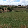 2 Acres Prime Agricultural Land for Sale - Rwathia, Nyandarua - 2
