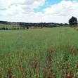 2 Acres Prime Agricultural Land for Sale - Rwathia, Nyandarua - 3