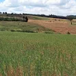 2 Acres Prime Agricultural Land for Sale - Rwathia, Nyandarua - 4