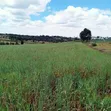 2 Acres Prime Agricultural Land for Sale - Rwathia, Nyandarua - 5
