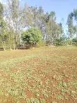 3/4 Acre Plot with House in Siaya CBD - 2