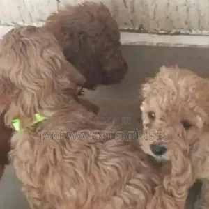 Purebred Toy Poodle Puppy - 1-3 Months Male