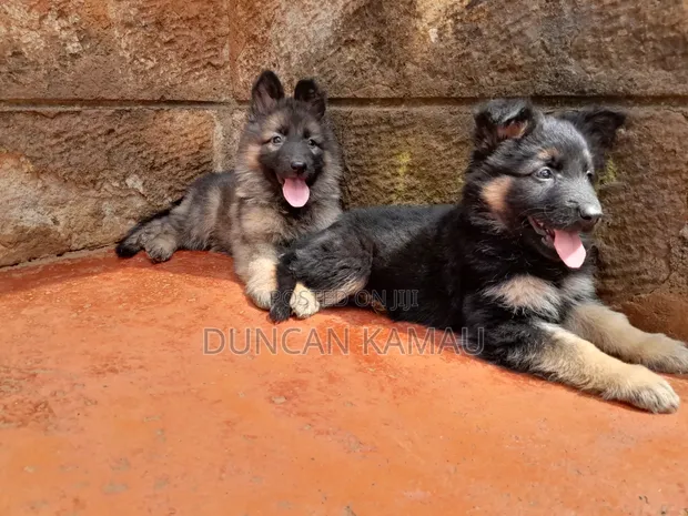Female Purebred German Shepherd Puppy (1-3 Months) - 1