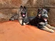 Female Purebred German Shepherd Puppy (1-3 Months) - 1