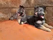 Female Purebred German Shepherd Puppy (1-3 Months) - 2