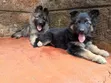 Female Purebred German Shepherd Puppy (1-3 Months) - 3