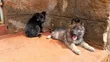 Female Purebred German Shepherd Puppy (1-3 Months) - 4