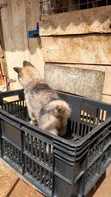 Female Purebred German Shepherd Puppy (1-3 Months) - 5