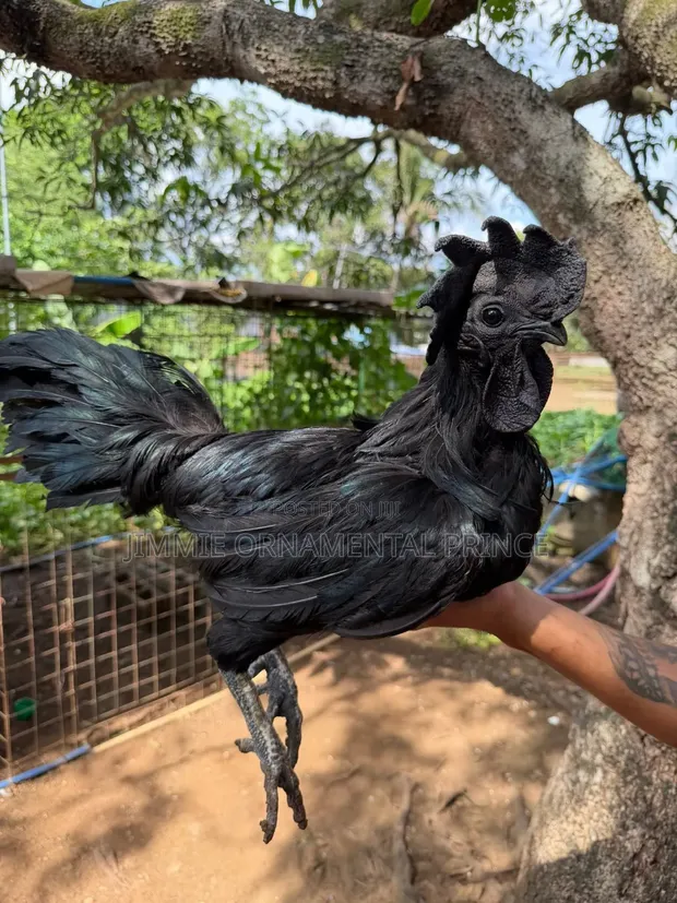 Ayam Cemani Chickens - 1