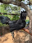 Ayam Cemani Chickens - 1
