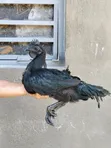 Ayam Cemani Chickens - 2
