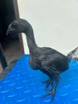 Ayam Cemani Chickens - 3
