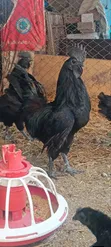 Ayam Cemani Chickens - 4