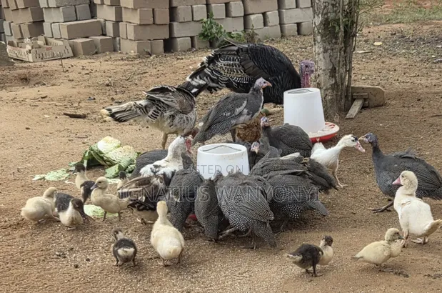 Kuku wa Kienyeji (Guinea Fowl) - Wenye Miezi 6 - 1