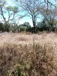 3 Acres Development Land for Sale in Kandisi - 3