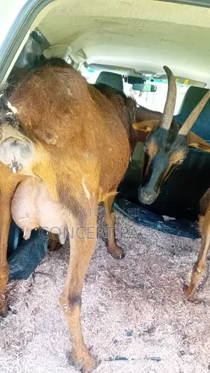 German Alpine Female Goat