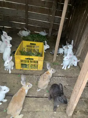 New Zealand White, Dutch, Havana, California White, Chinchilla, Palamino Rabbits