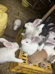 New Zealand White, Dutch, Havana, California White, Chinchilla, Palamino Rabbits - 2