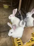 New Zealand White, Dutch, Havana, California White, Chinchilla, Palamino Rabbits - 3