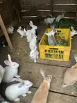 New Zealand White, Dutch, Havana, California White, Chinchilla, Palamino Rabbits - 4