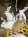 New Zealand White, Dutch, Havana, California White, Chinchilla, Palamino Rabbits - 5