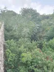 100x100 Plot for Sale at Gombato Hospital Gate - 3
