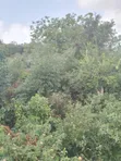 100x100 Plot for Sale at Gombato Hospital Gate - 4