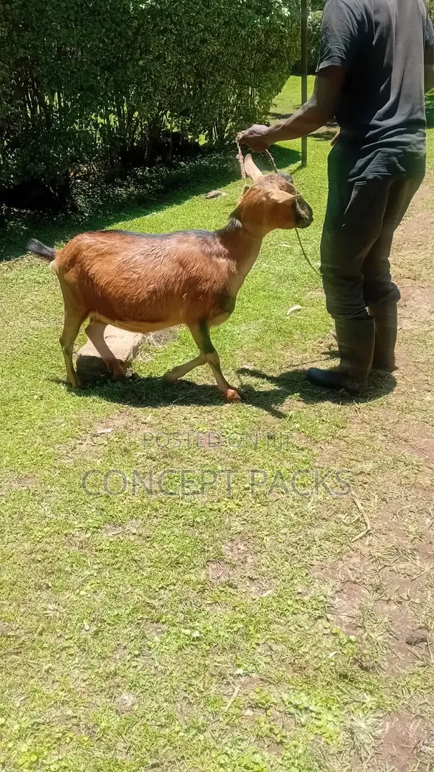 Purebred German Alpine Goat Kid - 1
