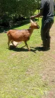 Purebred German Alpine Goat Kid - 1