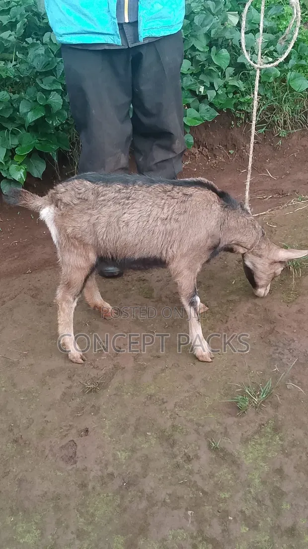Purebred German Alpine Doe Goat - 1