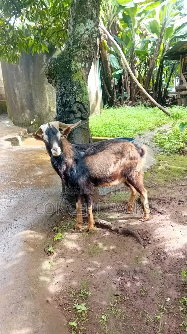 Purebred German Alpine Buck - 1