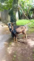 Purebred German Alpine Buck - 1