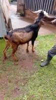 Purebred German Alpine Buck - 2