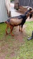 Purebred German Alpine Buck - 3