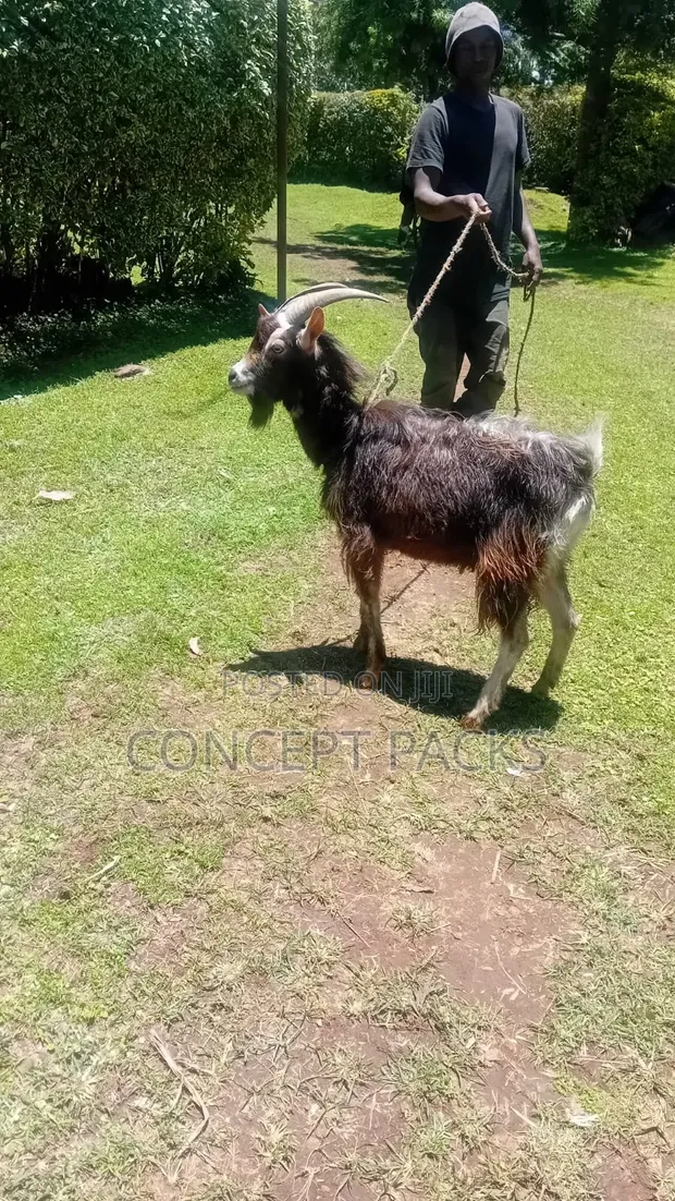 German Alpine Male Goat / Buck - 1