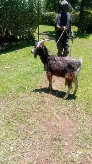 German Alpine Male Goat / Buck