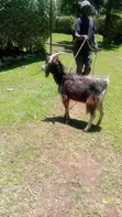 German Alpine Male Goat / Buck - 1