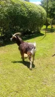 German Alpine Male Goat / Buck - 2