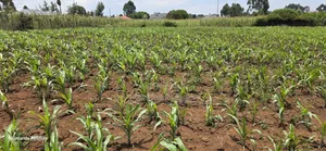 1/4 Plot for Sale, Eldoret Wingsdrive Chepkoilel