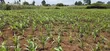 1/4 Plot for Sale, Eldoret Wingsdrive Chepkoilel - 1