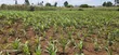 1/4 Plot for Sale, Eldoret Wingsdrive Chepkoilel - 2