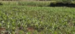 1/4 Plot for Sale, Eldoret Wingsdrive Chepkoilel - 4